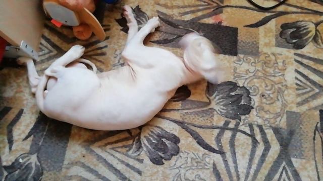 #канадскийсфинкс#лысаякошка#Гоша великолепный!!!!
