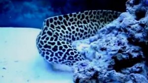 Мурена в аквариуме