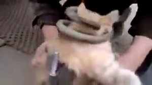 Котёнок застрял в пружине подвески авто