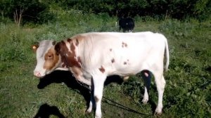 верхом на быке или почему худеют быки