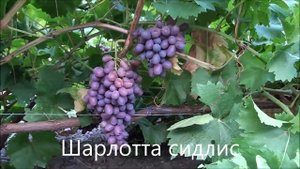 Шарлотта сидлис