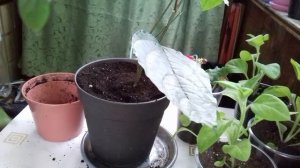 Кленодендрум Томсона уход и розмножение .