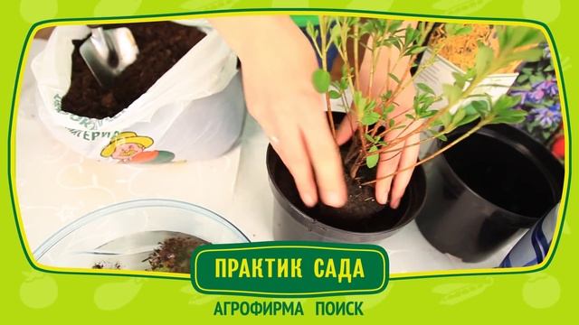 Рекомендации по хранению саженцев в упаковке смотреть онлайн