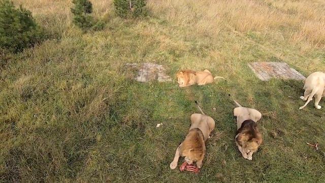 КОРМЛЕНИЕ ЛЬВОВ В САФАРИ ПАРК ТАЙГАН