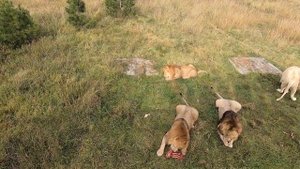 КОРМЛЕНИЕ ЛЬВОВ В САФАРИ ПАРК ТАЙГАН