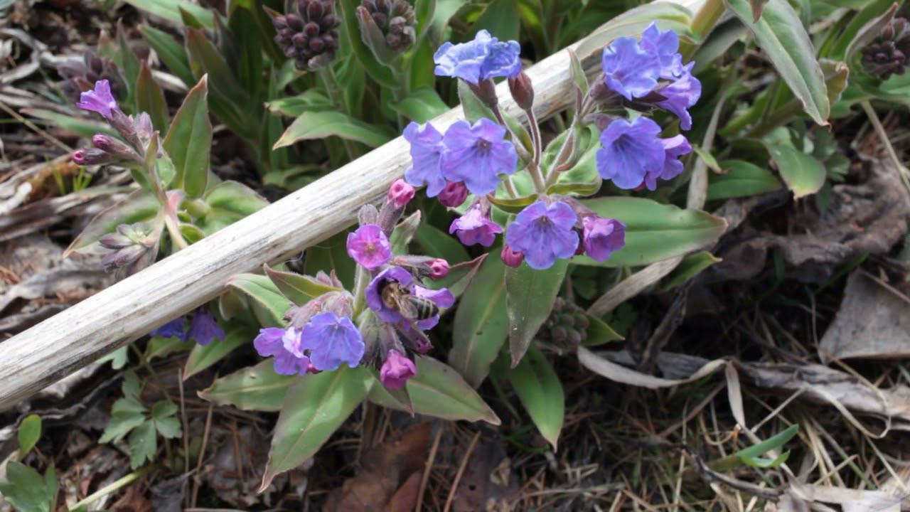 Переехали в лес, начинаем работать смотреть онлайн