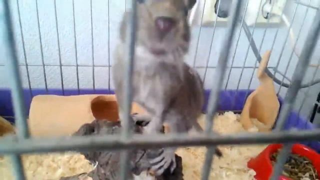 Глупыш-дегу смотреть онлайн