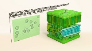 СВИТЧ  —  как работает непревзойденный фунгицид в борьбе с серой гнилью.