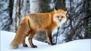 Песня про лисицу. Песня про лису для детей.