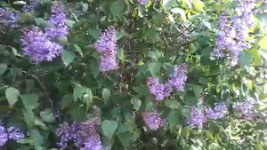 Ах , сирень ,, сирень ! ♡