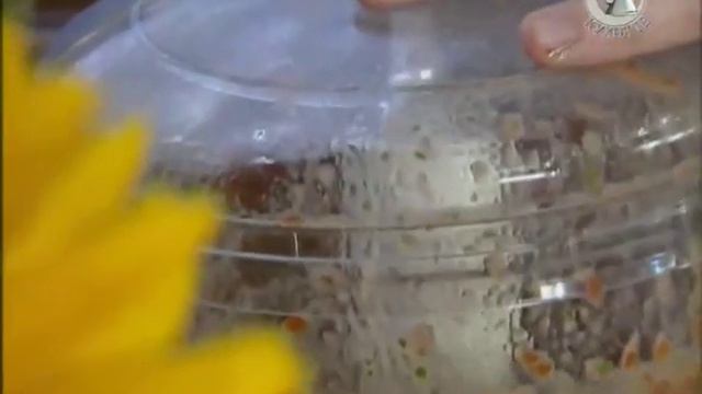 Жить вкусно с Джейми Оливером - Скарлетт дивайжн смотреть онлайн