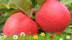 Яблоня обыкновенная Диво ? Обзор: посадка и уход. крупномеры яблони Диво: описание и особенности