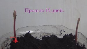 Как посадить желудь? Из желудя болотный дуб 20 см за 5 недель.