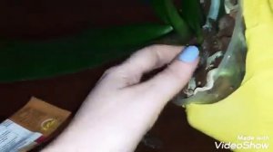ШОК!!!#Орхидеи/Душ, желтеет лист, грибок, ГНИЛЬ, Черное мокнущее пятно! Максим, фитолавин.