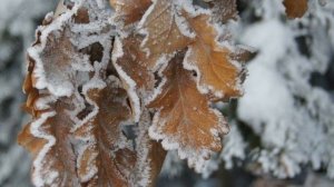 Клип. Говори о любви, говори.... Ст. И. Полонина. Муз., вокал: Е. Слепцов. Лучшая песня о любви