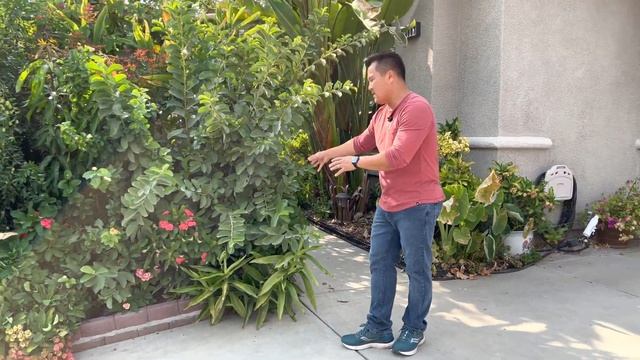 How to Water Your Tropical Fruit Trees ( DO NOT DEEP WATER )