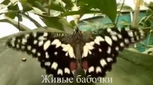 Тропические бабочки,, купить бабочек, живые бабочки