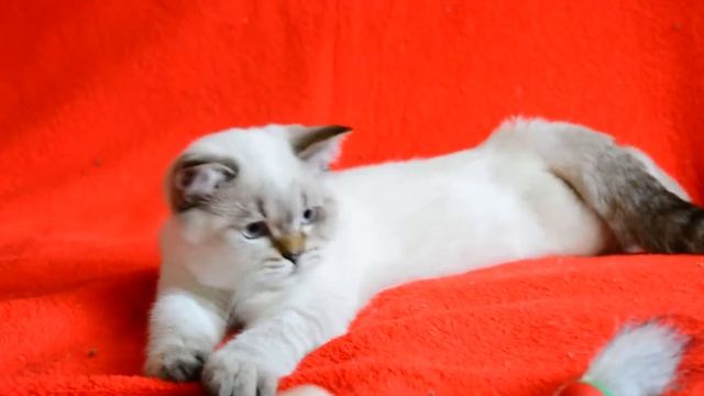 Котята для Вас! Шотландские котята редкого окраса.