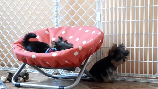 ПРОДАЖА щенки йоркширского терьера,девочки смотреть онлайн