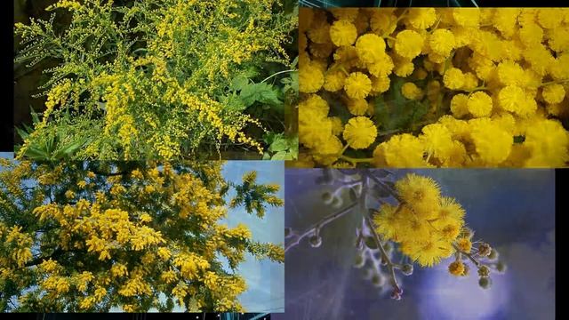 Ветка мимозы смотреть онлайн