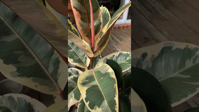 Ficus Variegated Rubber and Green Rubber Tree