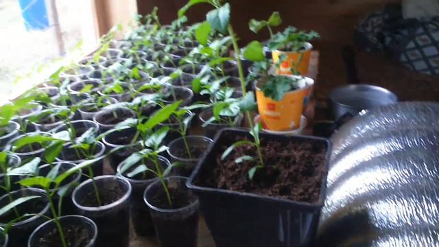 Стевия и прочая рассада. смотреть онлайн