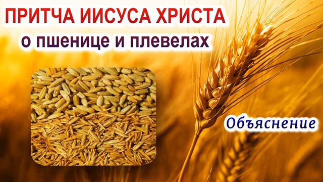 Притча Иисуса Христа о пшенице и плевелах  Объяснение 2