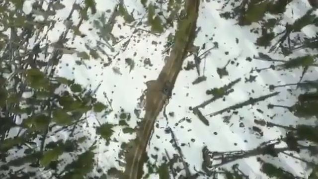 Россия продает сибирский кедр Китаю смотреть онлайн