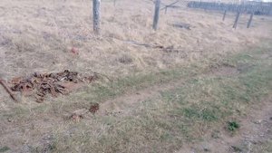 Металлокоп 2023 год. Копаю металл в родной деревне.