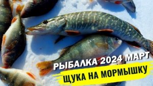 Рыбалка на крупного окуня 2024 жерлицы Рыбалка 2024 весна Ириклинское водохранилище рыбалка