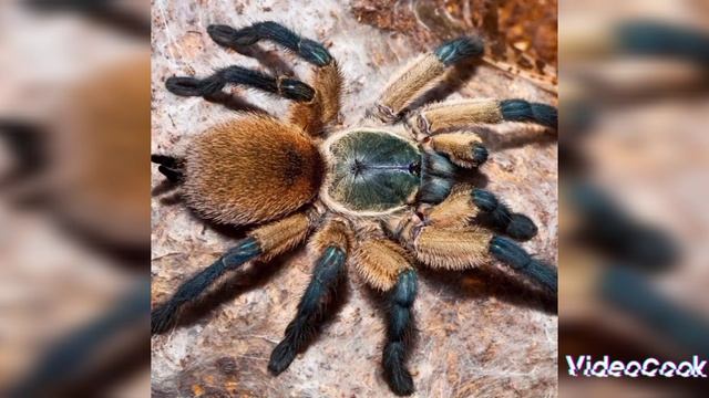 Паук птицеед. смотреть онлайн