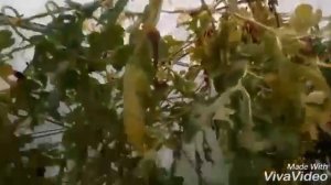 Созревают очень сладкие арбузы в Подмосковье, сорт Ультраскороспелый
