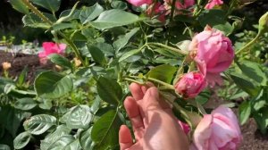 Esmeralda | Hybrid Tea Rose