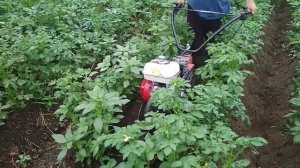 Шнеки на мотоблок последнее окучивание картошки
