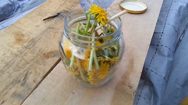 Как сделать настойку из одуванчиков! смотреть онлайн