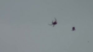 ?️ В Бразилии прошел дождь из пауков