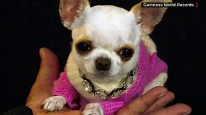 Meet Pearl, the World's Shortest Dog!