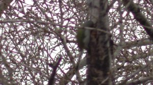 Седой дятел на стене дома.  Голос седого дятла. Птицы Сибири. Новосибирск.