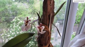 ОТСУТСТВИЕ  КОРНЕЙ у ОРХИДЕИ ещё не приговор. Цветение ТОЛУМНИИ после реанимации на блоке.