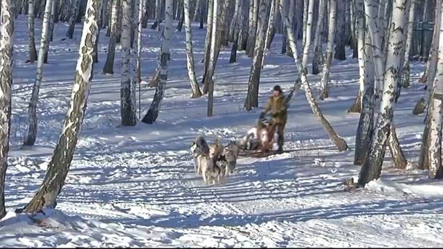 Хаски Город и хаски Хатзи (Сюжет АФИША, ТВ-ИН) смотреть онлайн