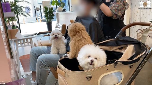 강아지 3마리와 사람 미용실에 가보았습니다... 🐶