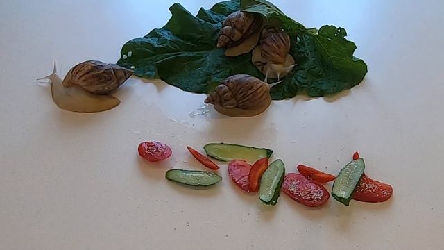 Улитки Ахатины не хотят есть овощи..Грызут только листья.. смотреть онлайн