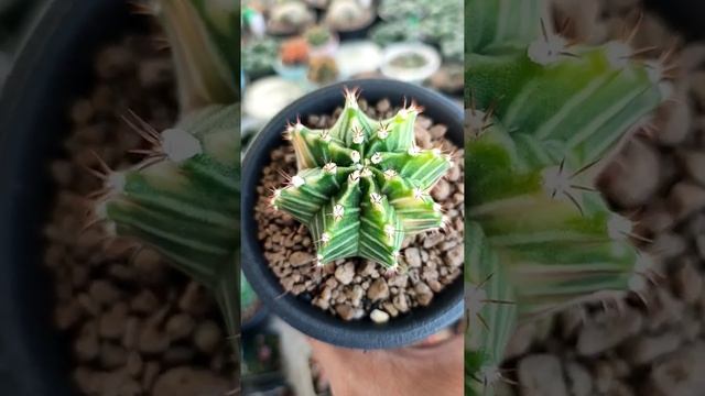 Gymnocalycium Variegata seed