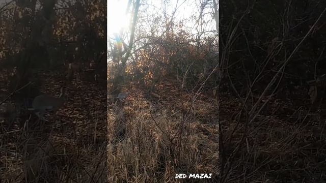 зайцы дедушку любят? зайцы сами к нему бегут? смотреть онлайн