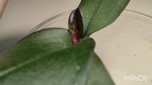 ЛЕГКО НАРАСТИТЬ ОРХИДЕЕ КОРНИ И ЛИСТЬЯ