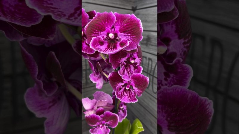 #орхидеи #orchid #орхідеї #данапротасова #орхидеяабба