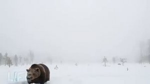 Как правильно охотиться на опасного медведя зимой? Секреты таёжных охотников!