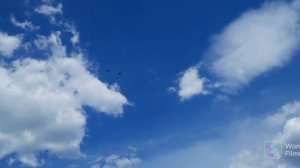 Николаевские голуби.Воронежская обл.г.Острогожск 26.05.2022г.
