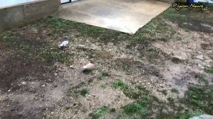 Почему голуби умирают,Птенцы не растут, Мало летают / Джек и Роза