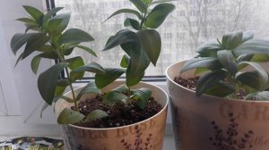 ?ЗИМОВКА МОЕЙ ЭУСТОМЫ. НАЧАЛО ДЕКАБРЯ.